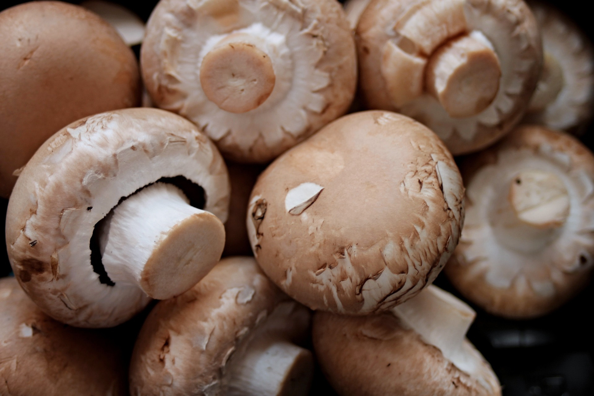 Keurmeestermodule P20: paddenstoelen (champignon, oesterzwam, Shiitake en overigen)