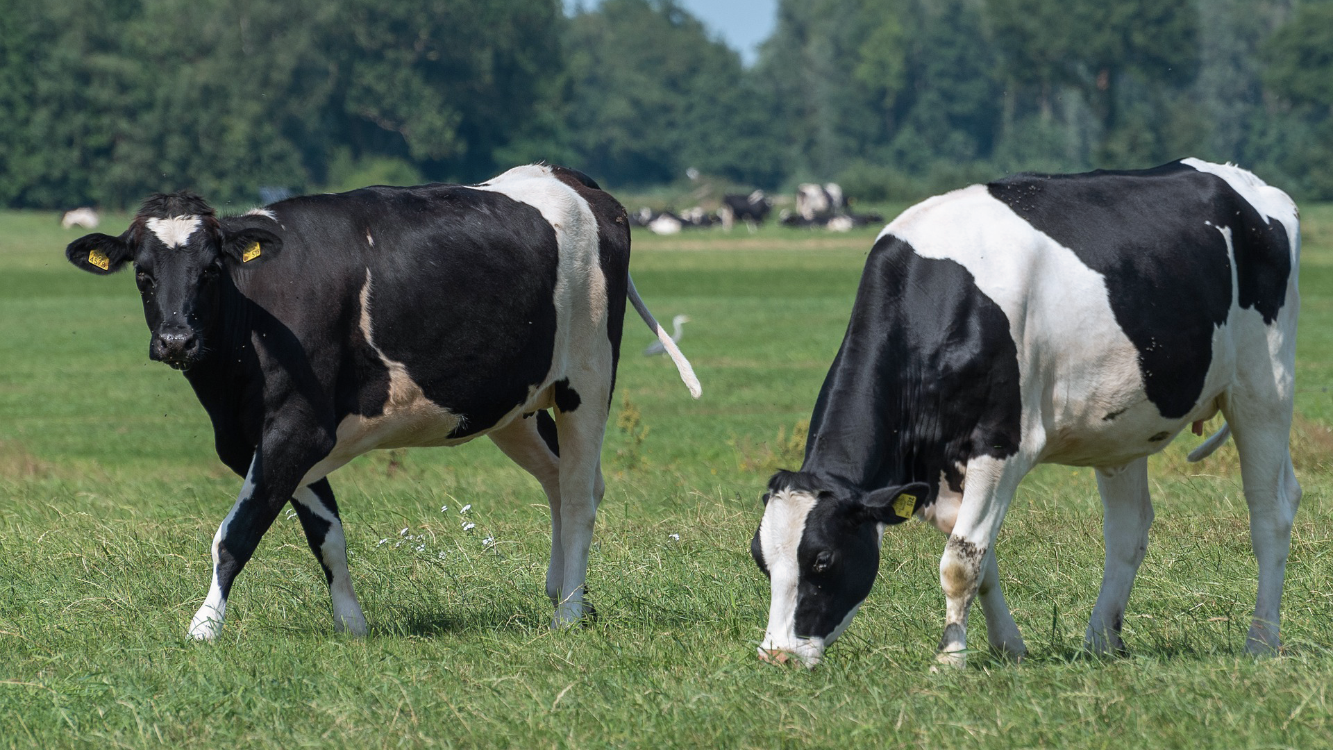 Mestanalyse in relatie tot gezondheid van melkvee
